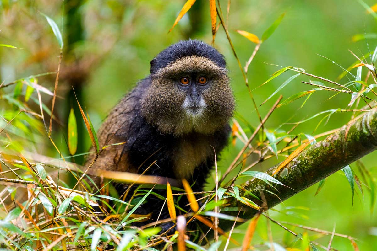 4 Days Rwanda Gorilla Trekking Safari