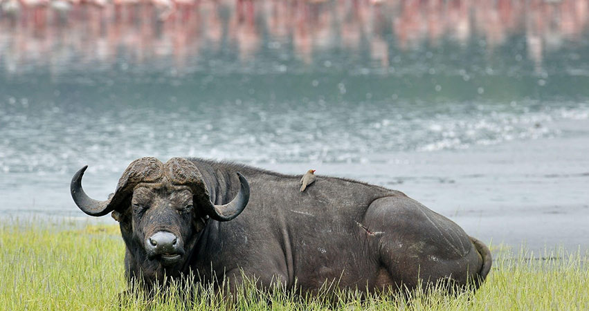 5 Day Maasai Mara, Nakuru & Naivasha Budget Safari