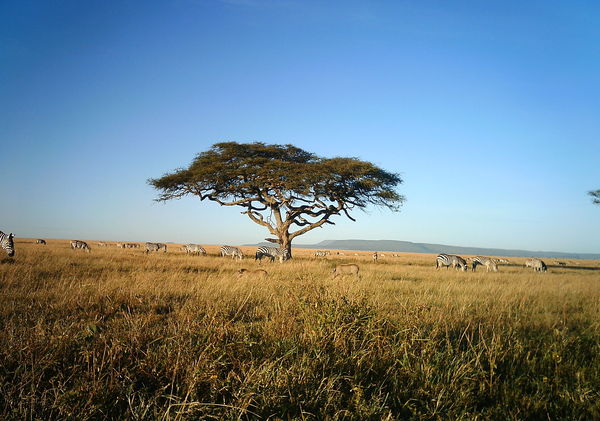 Great Rift Valley & Serengeti Safari