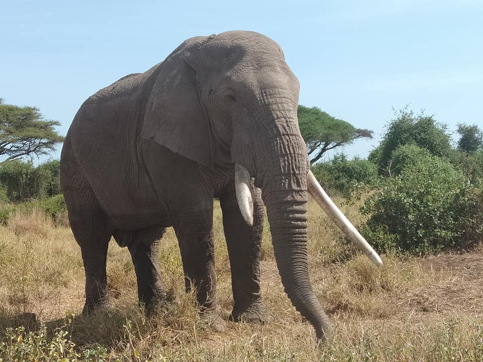 Safari in Kenya &Tanzania