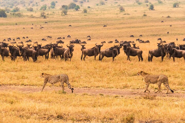 7 Days Safari to Maasai Mara, Nakuru, Naivasha & Amboseli