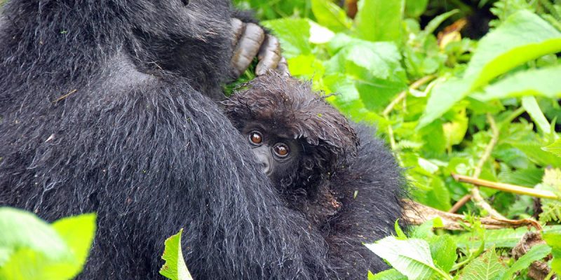 7 Days Gorillas Chimpanzee & Wildlife Safari