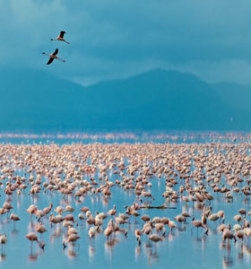 6 Days Duma Safari