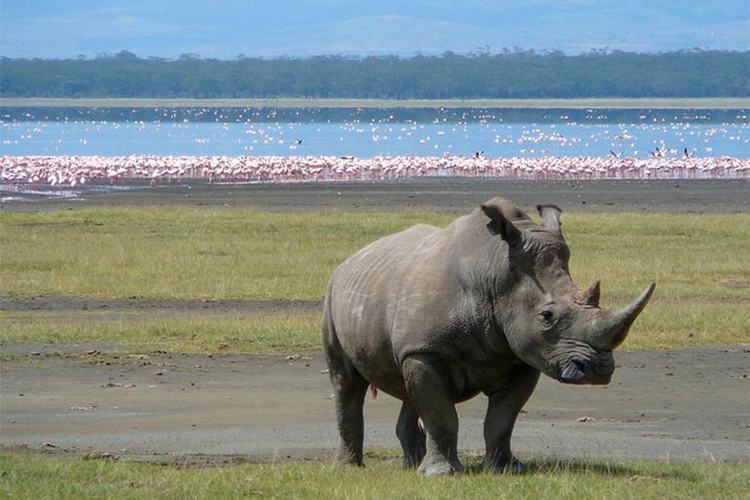 6 Days Masai Mara, Lake Nakuru & Amboseli Camping Safari