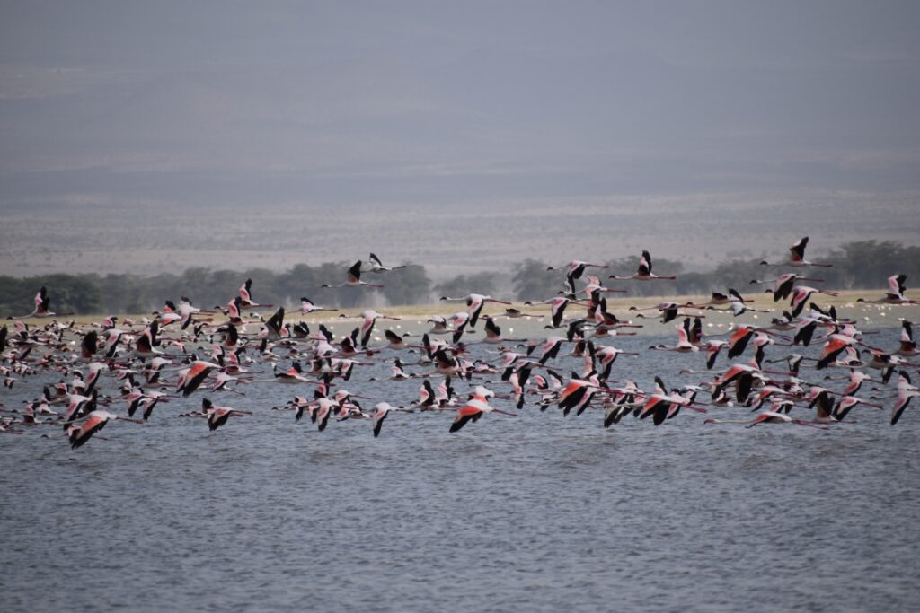 7 Day Great Kenya Budget Safari