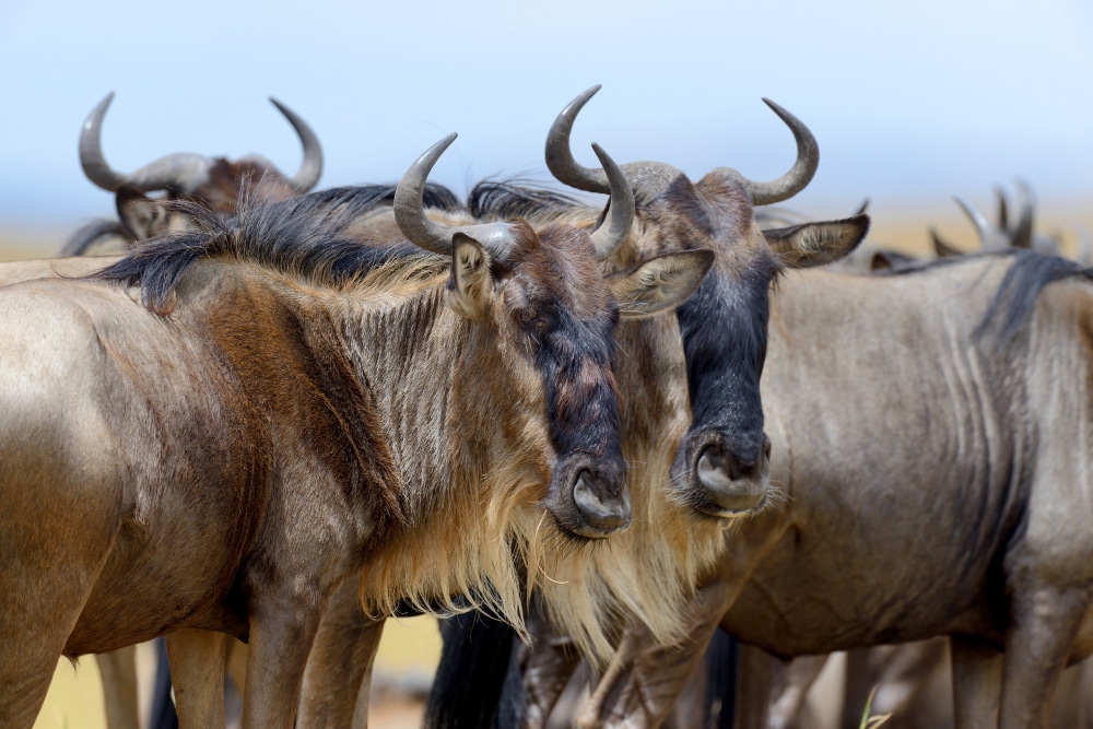 4 Day Tanzania Safari Tour