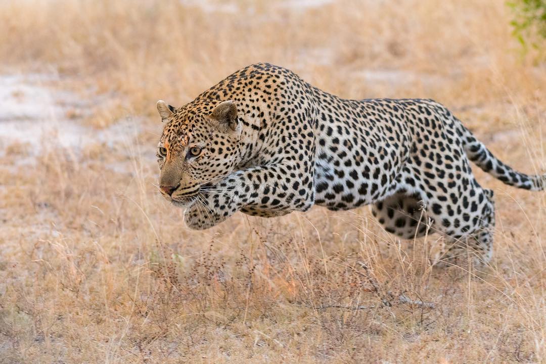 8 Days Masai Mara Luxury Tented Camps Safari