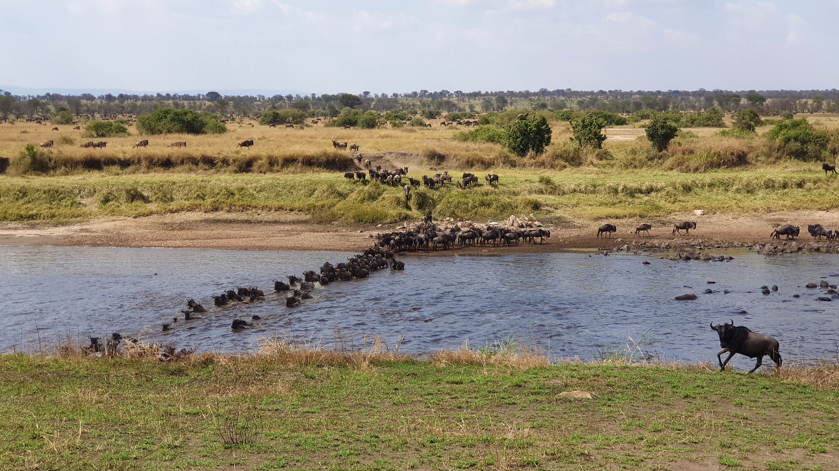 Serengeti Migration during Calving Season