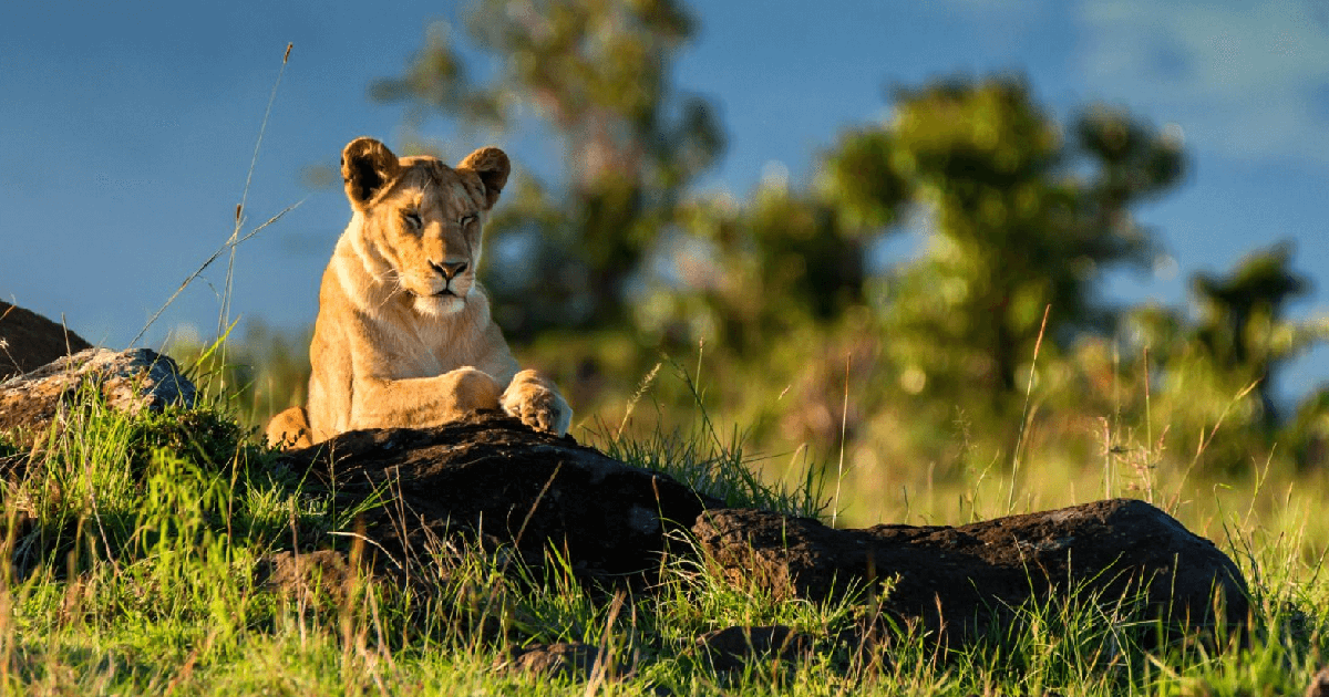 11 Days Uganda Safari