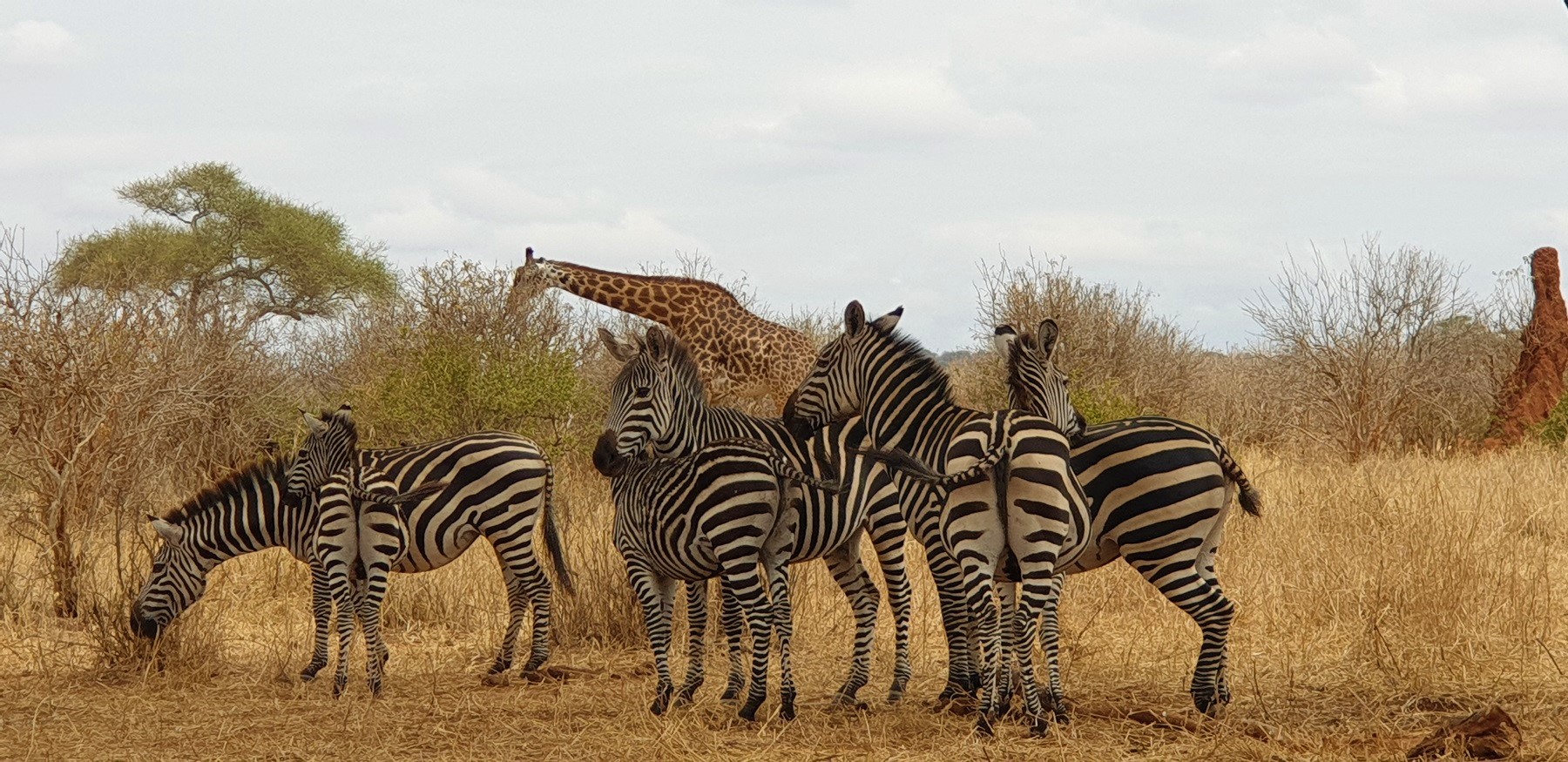 Best of Northern Circuit Adventures in Tanzania