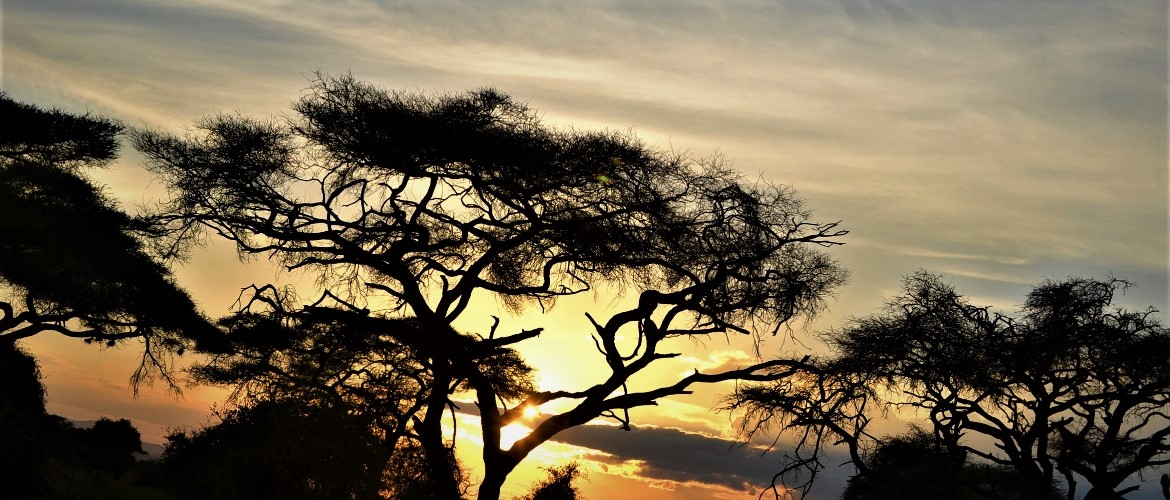 12 Days Great African Safari Across Kenya & Tanzania parks
