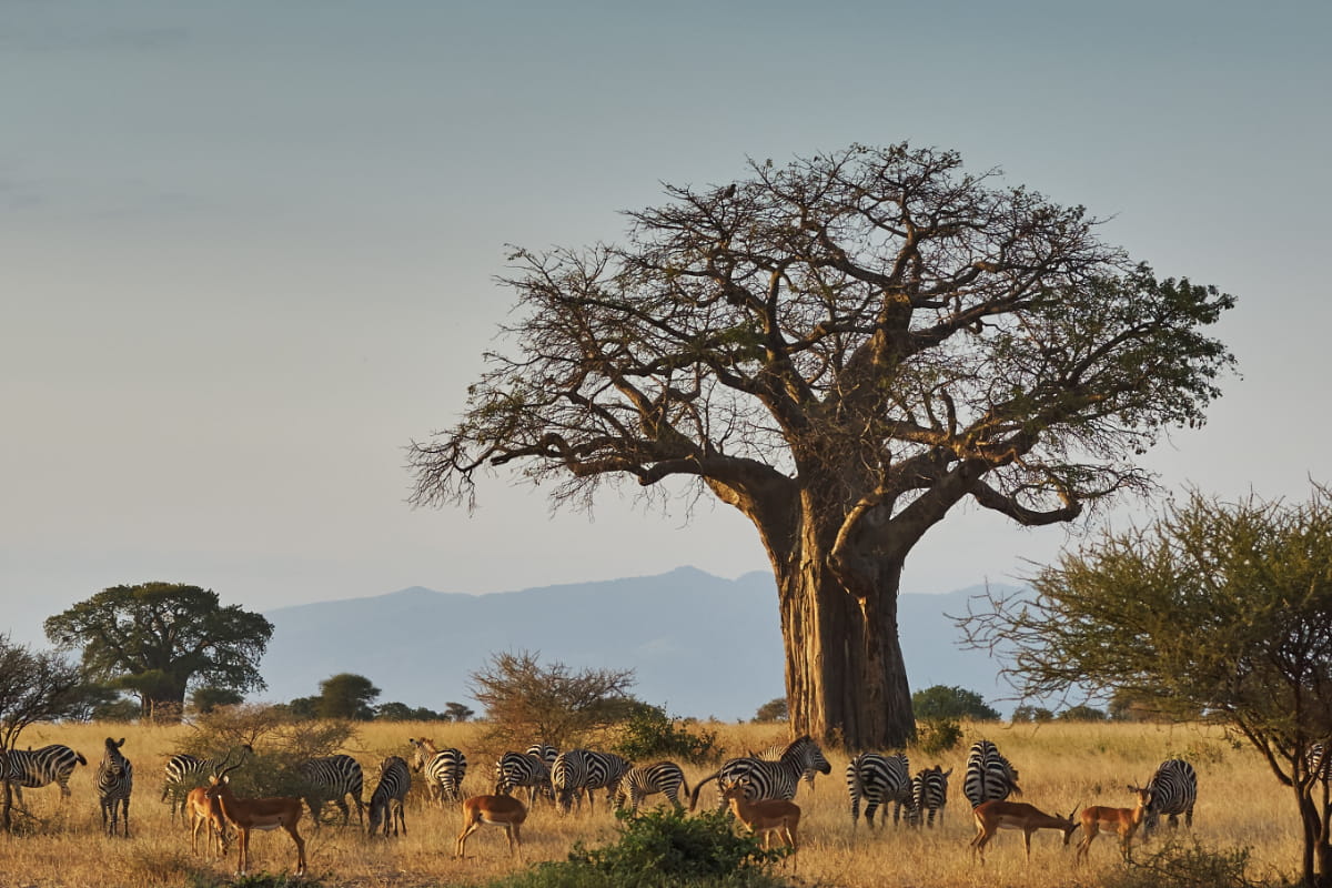 4 Day Mid-Range Wilderness Tanzania Safari
