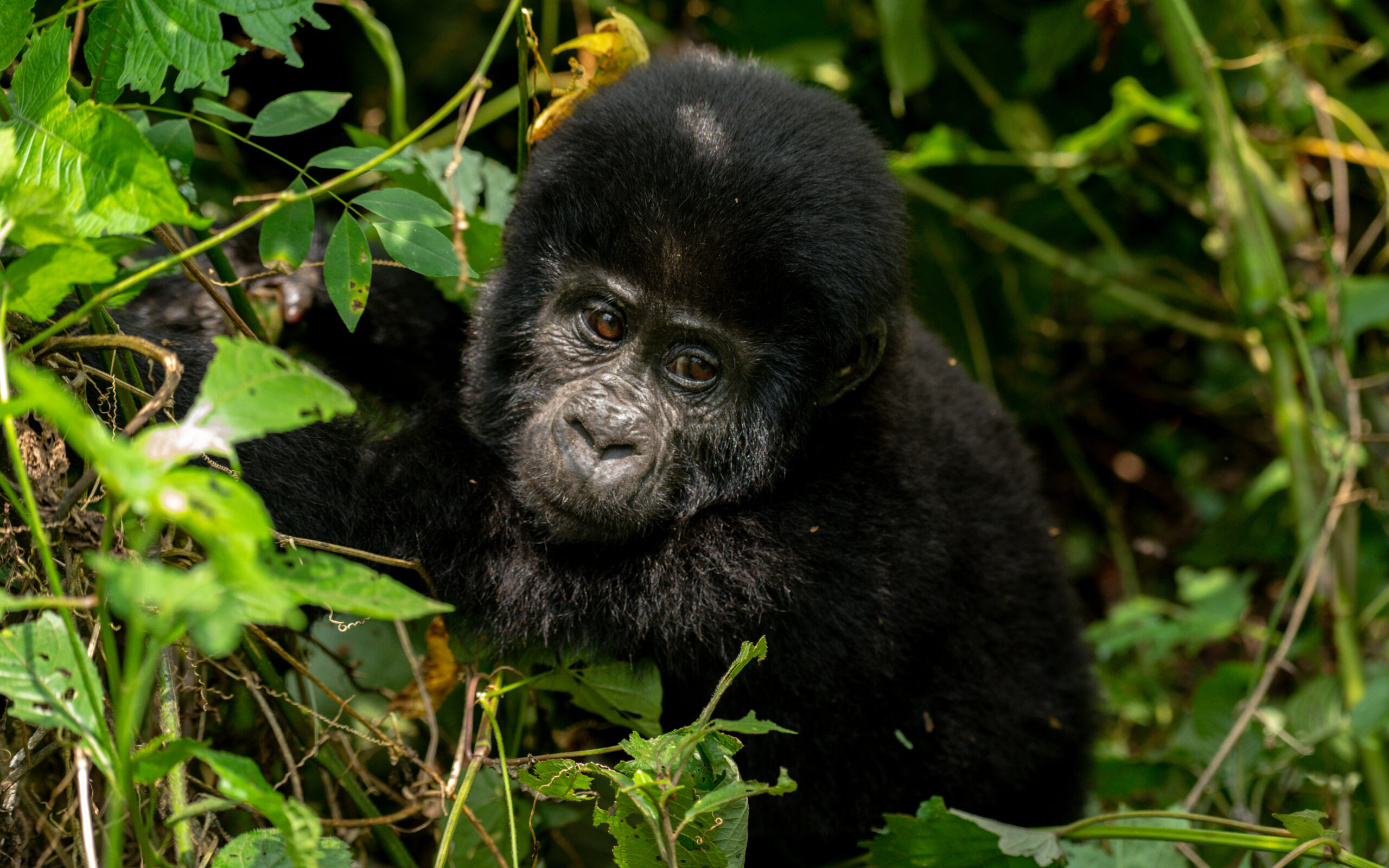 3 Days of Gorilla Trekking Midrange Package