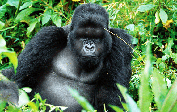 9 Day Budget Primate Safari Uganda