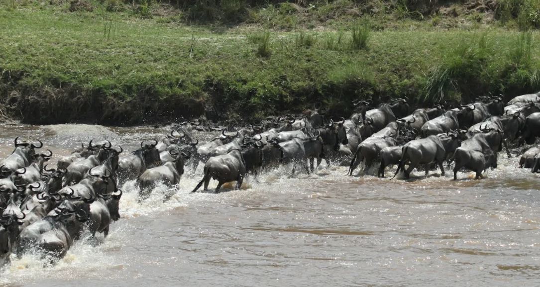 8 Days The Great Wildebeest Migration Safari River Cross