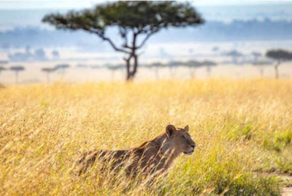 7 Day Kenya Budget Safari