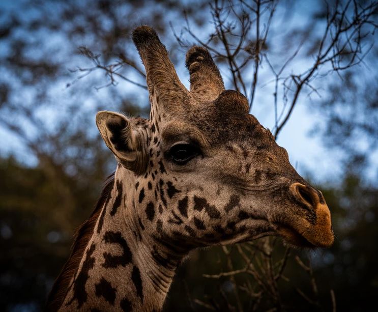 Nairobi National Park Photographic Tour
