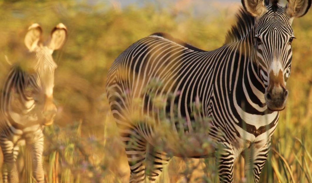 The Rare Five Northern Kenya Safari