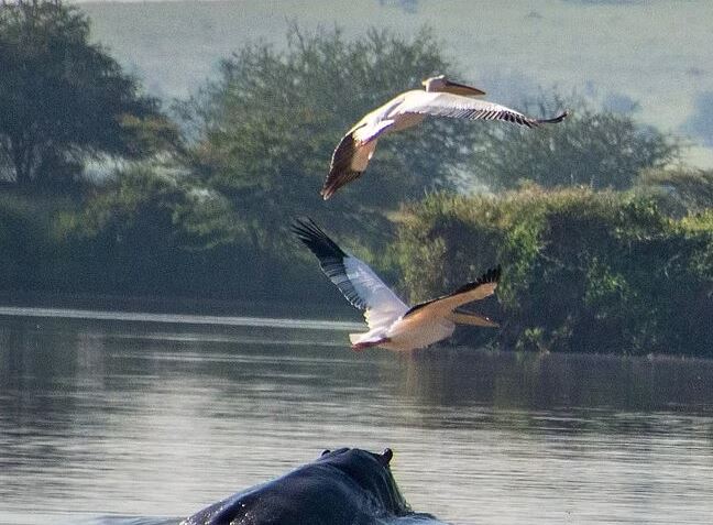 Private Full Day Tour in Lake Naivasha