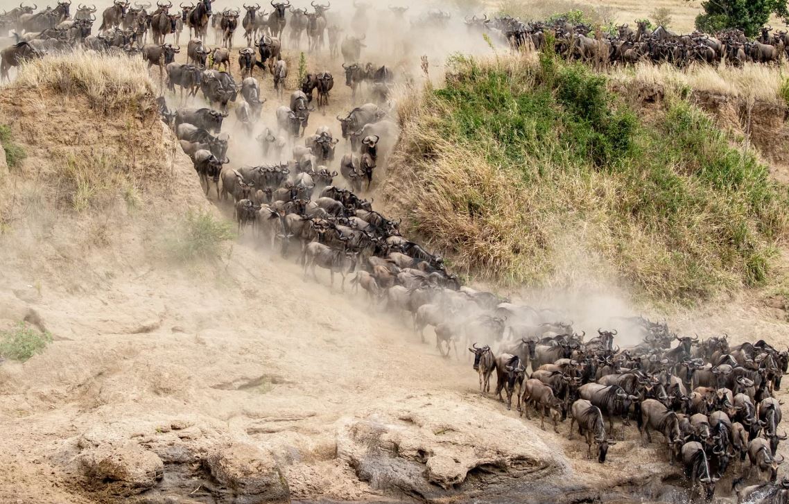 5 Days Amboseli, Lake Naivasha & Masai Mara