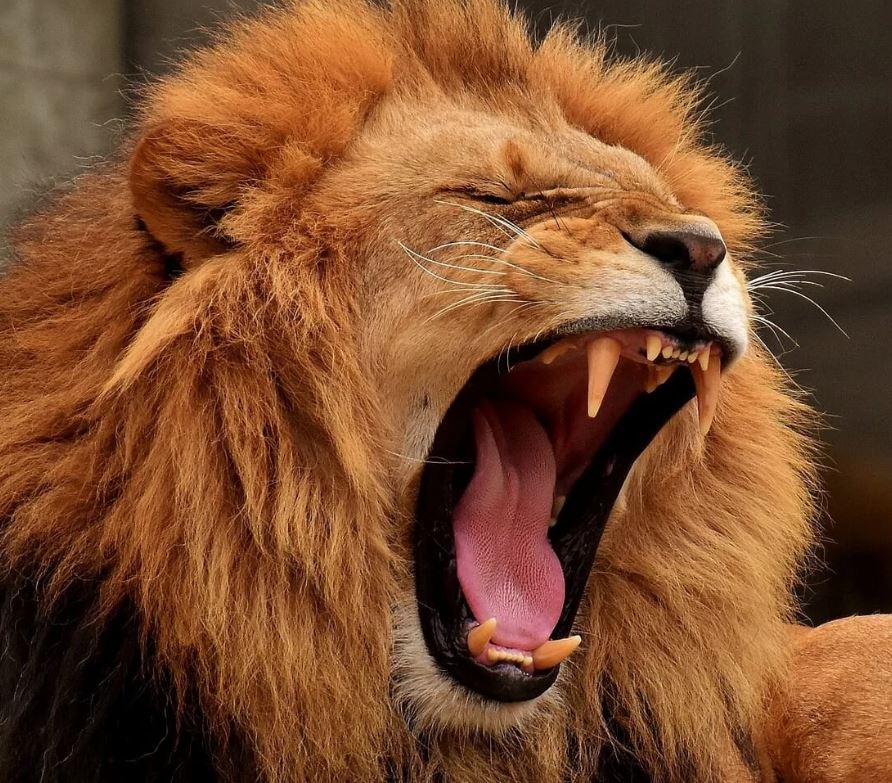 6 Days Lion King Luxury Safari