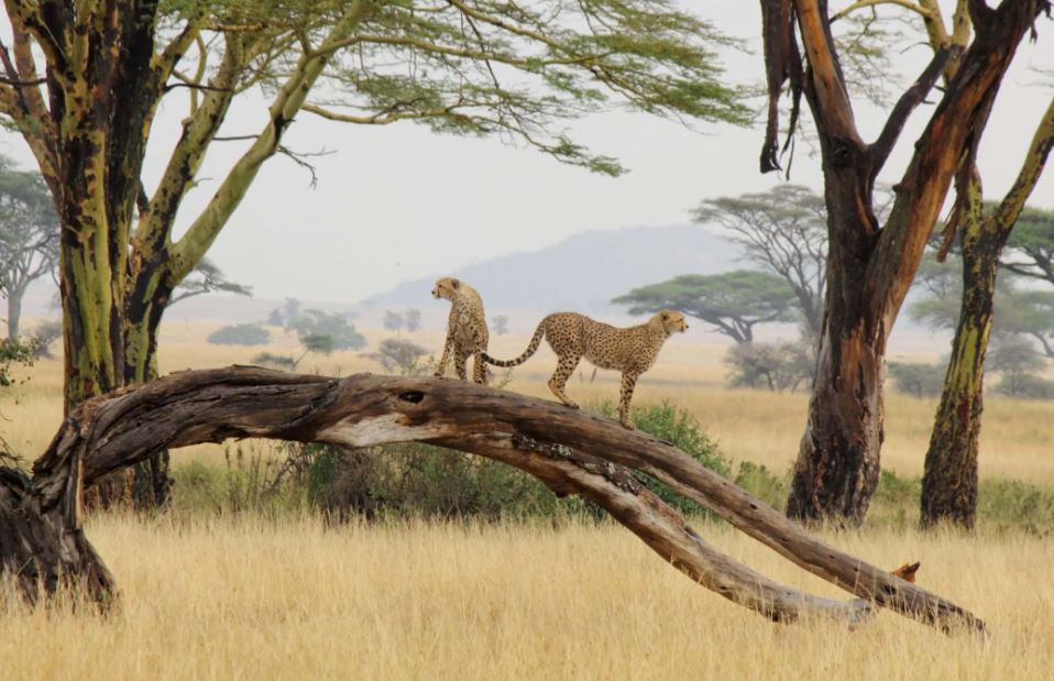 7 Days Arusha, Lake Manyara & Serengeti