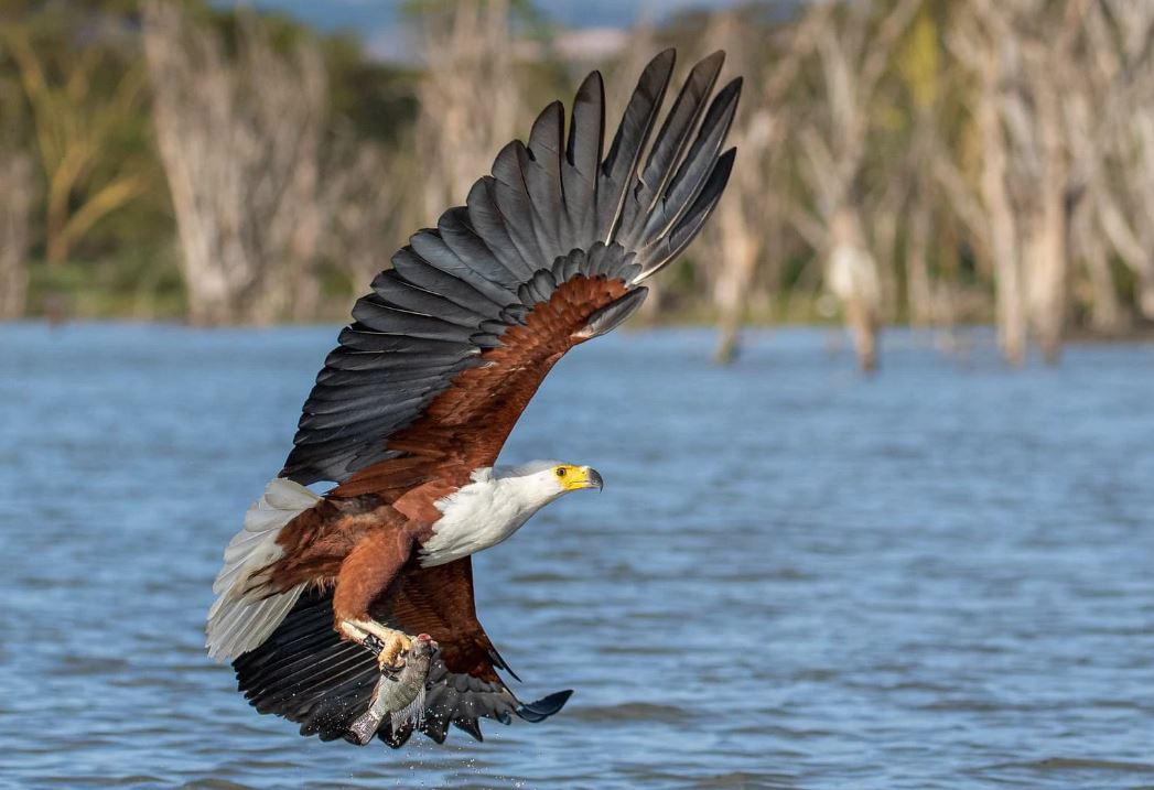 7 Day Luxury Safari Package