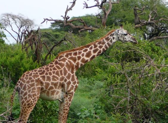 2 Days Safari Tarangire & Ngorongoro