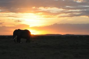 8 Day Safari Experience & Eco Learning