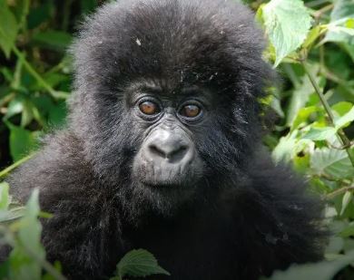 3 Day Bwindi Gorilla Trekking