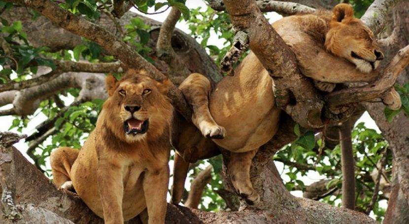 4 Days Big 5 Uganda Safari