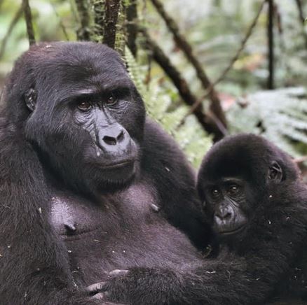 5 Days Uganda Gorillas & Chimps Trek Experience