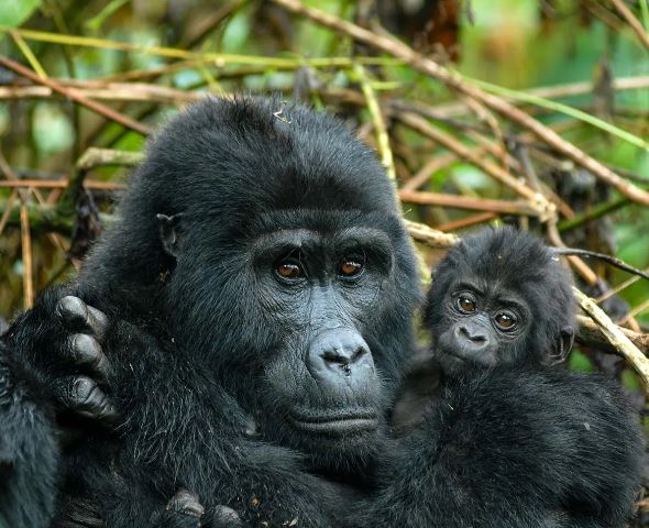 4 Days arrival in Rwanda & trek in Uganda