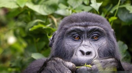 3 Day Uganda Group Safari from Kigali