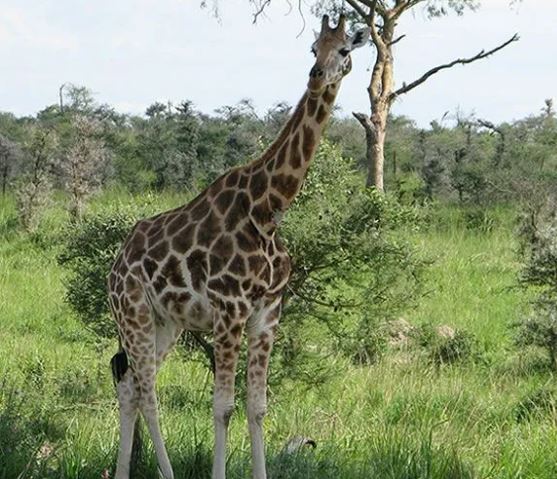 2 Day Akagera National Park