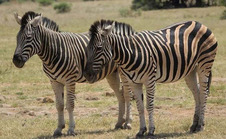 1 Day Akagera National Park Game Drive