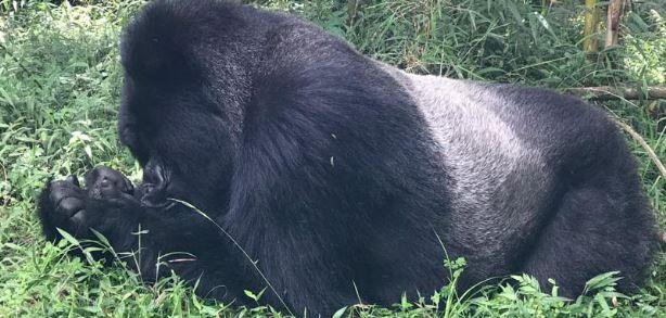 3 Days Uganda Gorilla & Golden Monkey Trekking Adventure