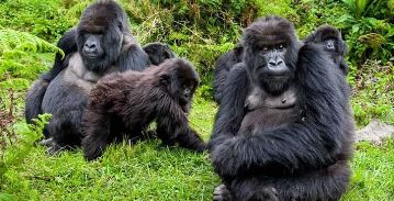 3 Day Rwanda Gorilla Safari