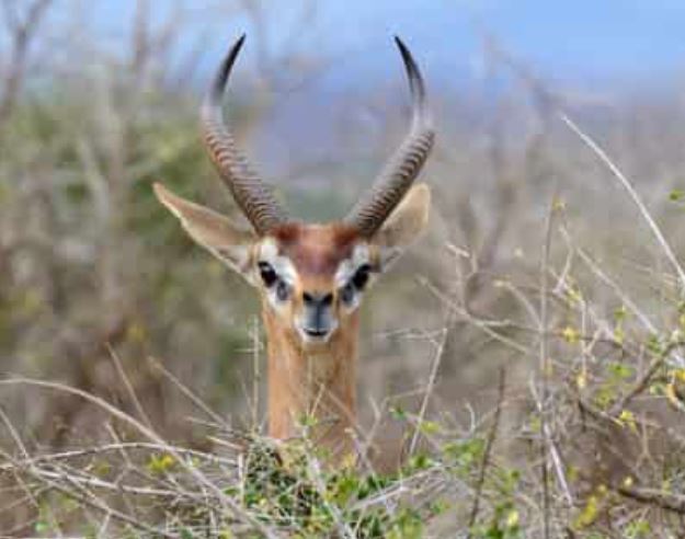 5 Day Tanzania Camping Safari
