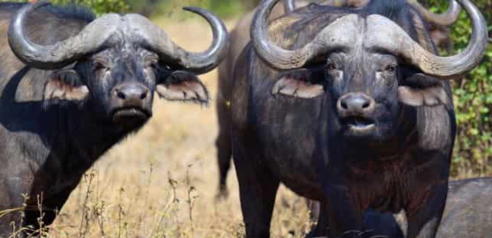 5 Day Tanzania Cultural Camping Safari