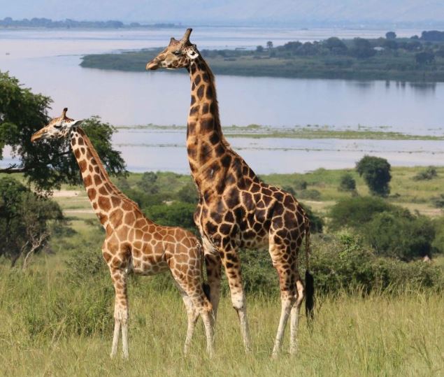 15 Day Ultimate Ugandan Safari