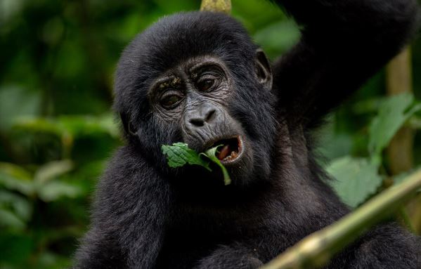 6 Day Uganda Safari with Gorilla Trekking