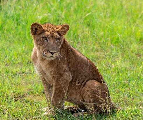 3 Day Murchison Falls Safari