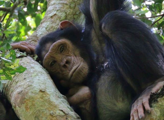3 Day Chimpanzee Tracking in Kibale National Park