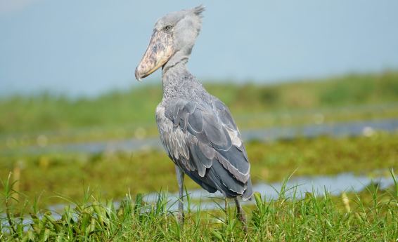 1 Day Mabamba Swamp Shoebill Birding
