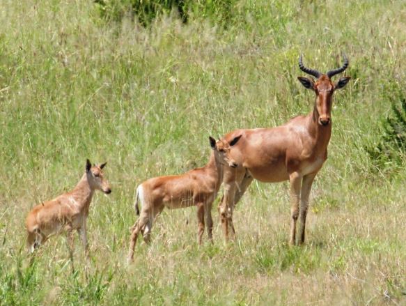 2 Day Lake Mburo National Park