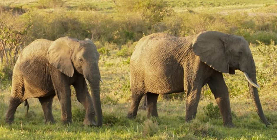 6 Day Kenya Budget Safari