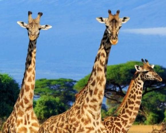 12 Day Group Joining Budget Kenya & Tanzania Safari