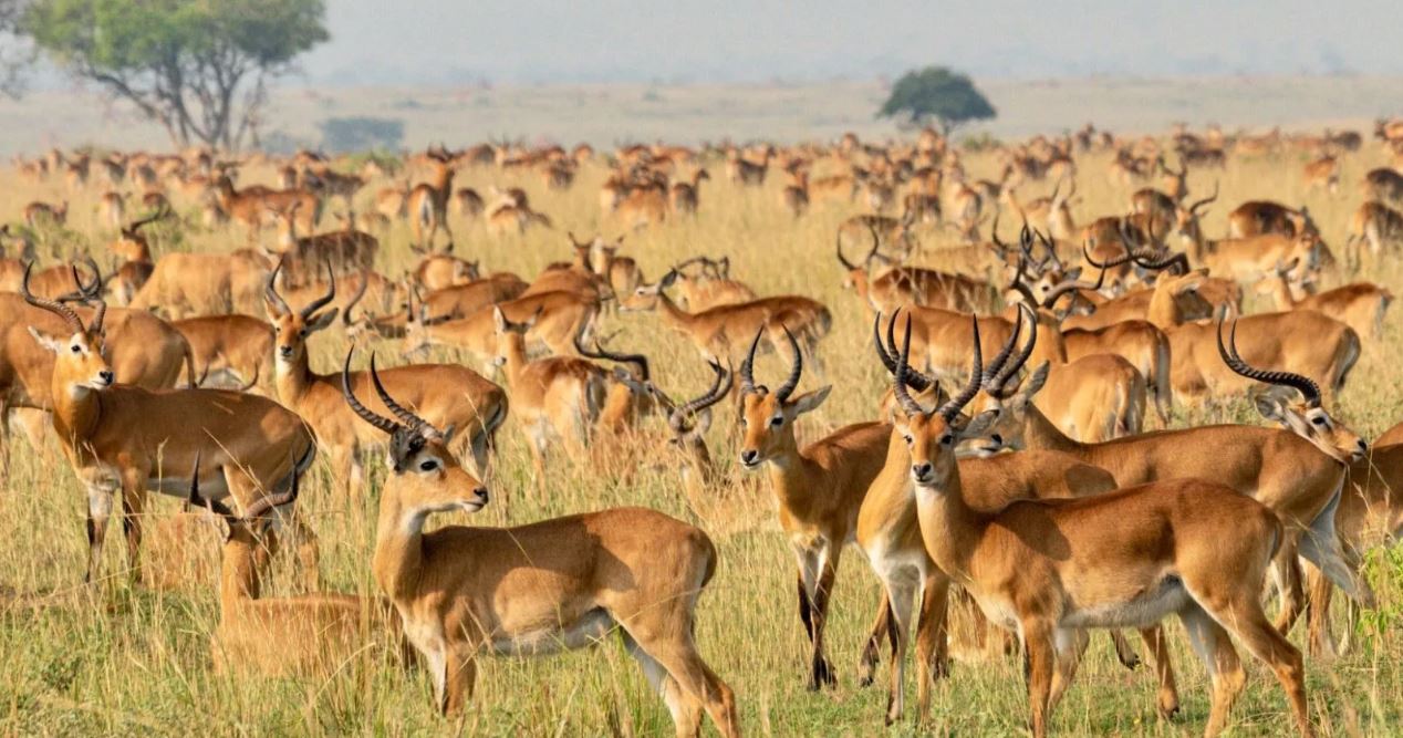 11 Day Special Group Trip