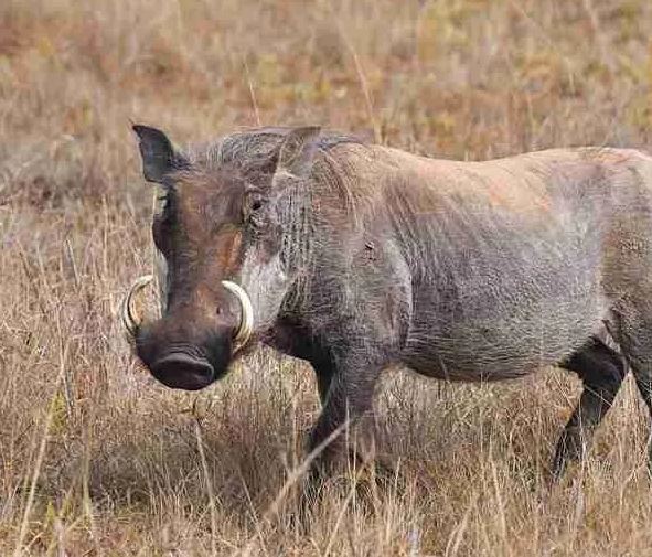 14 Days 13 nights East African Adventure Safari